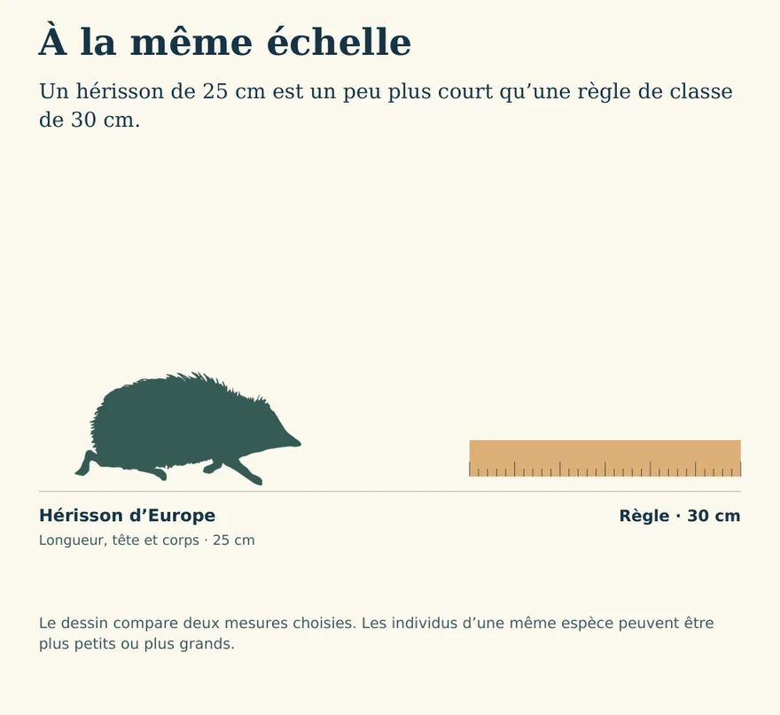 Illustration de la page « À la même échelle ».