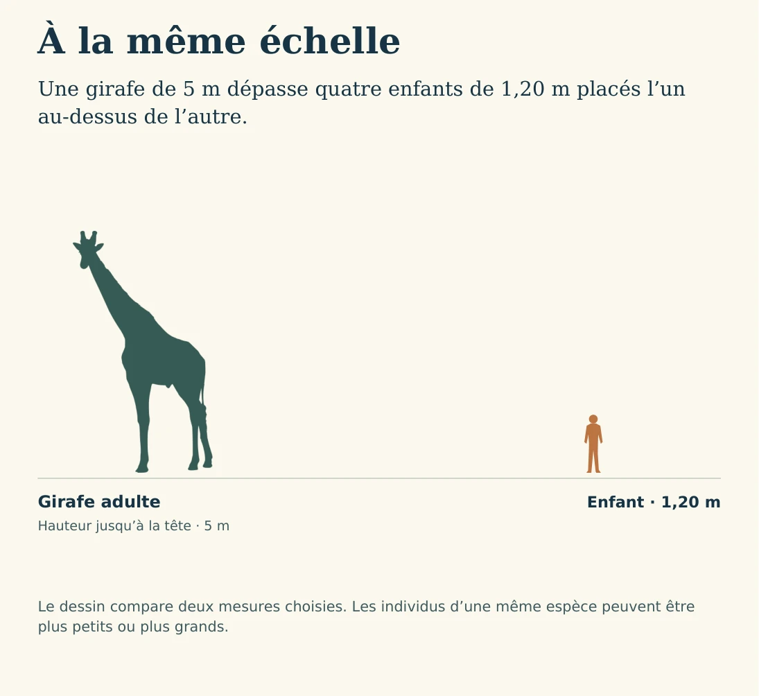Illustration de la page « À la même échelle ».