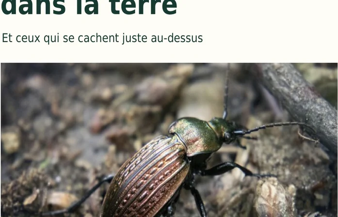 Illustration de la page « Les animaux dans la terre ».