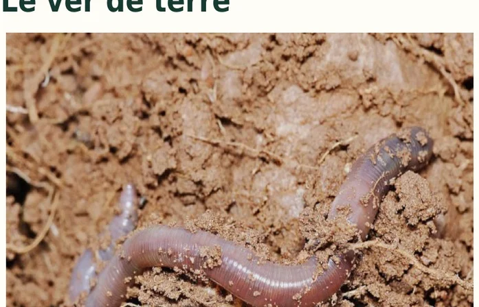 Illustration de la page « Le lombric terrestre ».